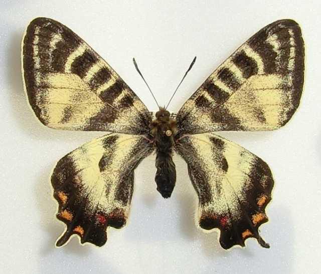 Luehdorfia japonica (Yellow Band) Nagano-pre.Japan (Artificial cold) Aberration (Internet Image property of respective owner, non-commercial use only)